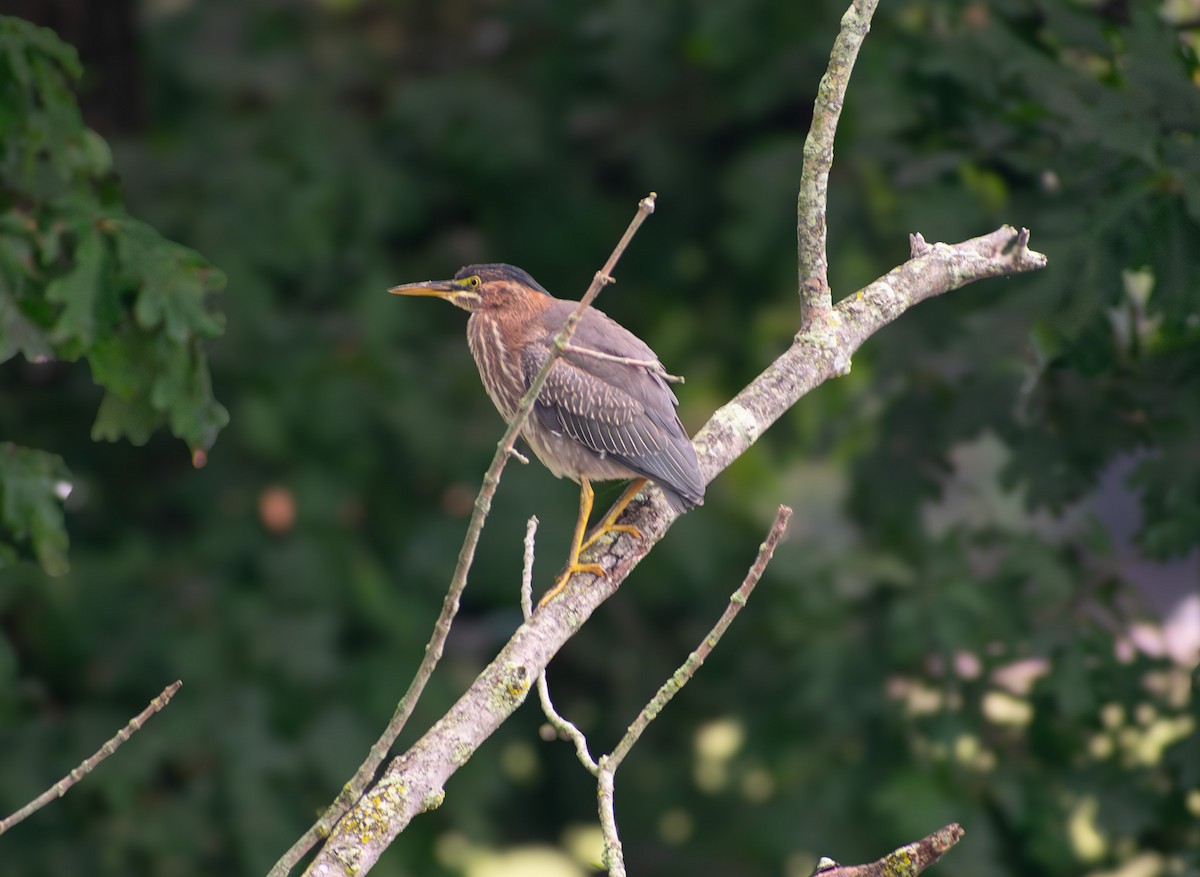 Green Heron - ML641410937