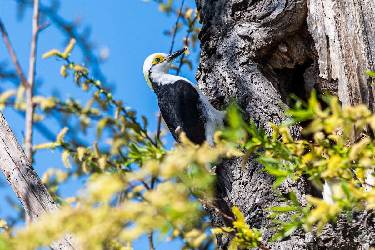 White Woodpecker - ML641410938