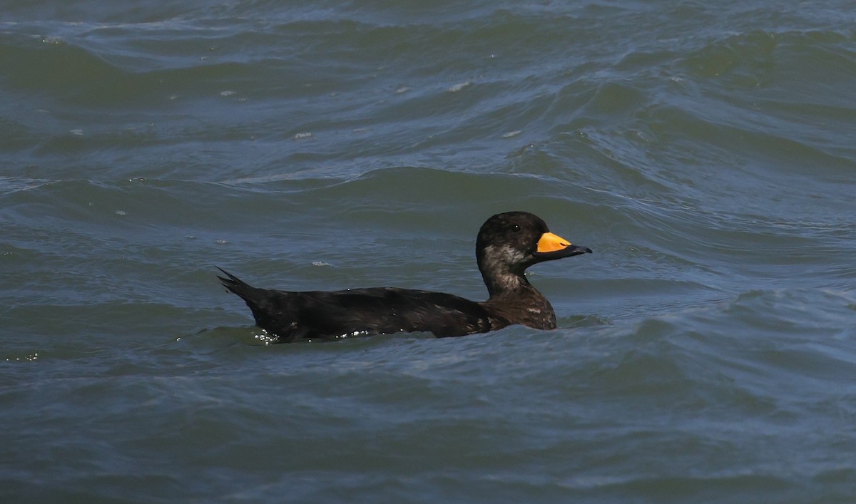 Black Scoter - ML641410939
