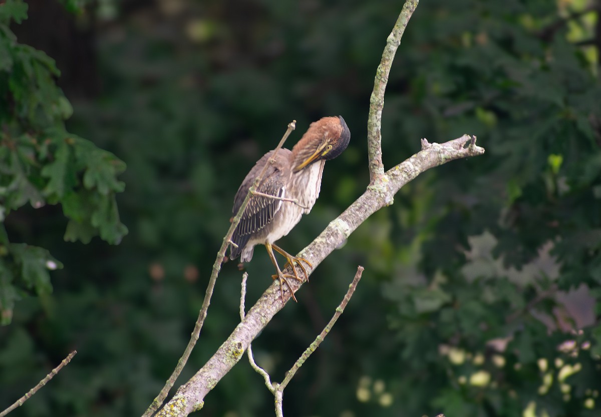 Green Heron - ML641410940