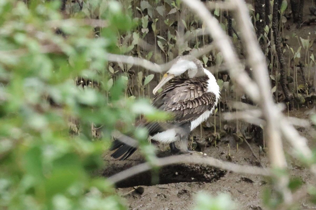 Pied Cormorant - ML641410941