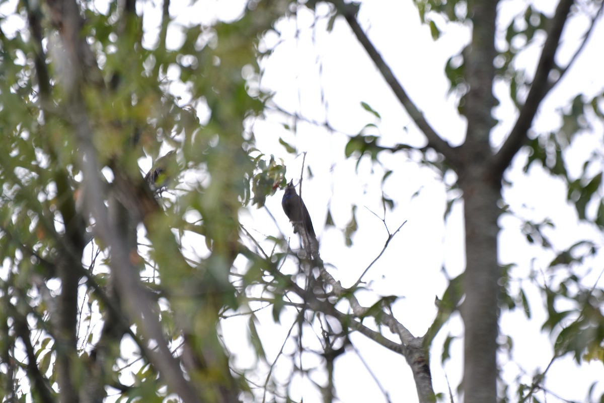 Common Grackle - ML641410942