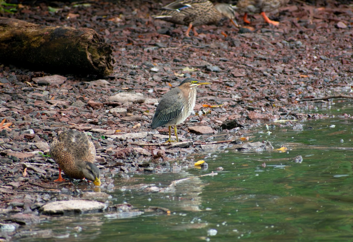 Green Heron - ML641410944