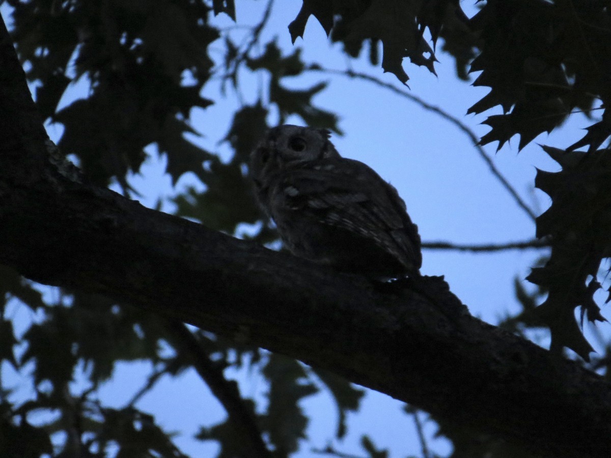 Eastern Screech-Owl - ML641410945
