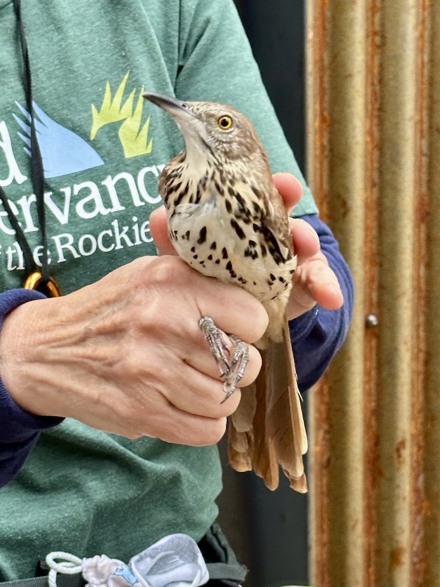 Brown Thrasher - ML641410948