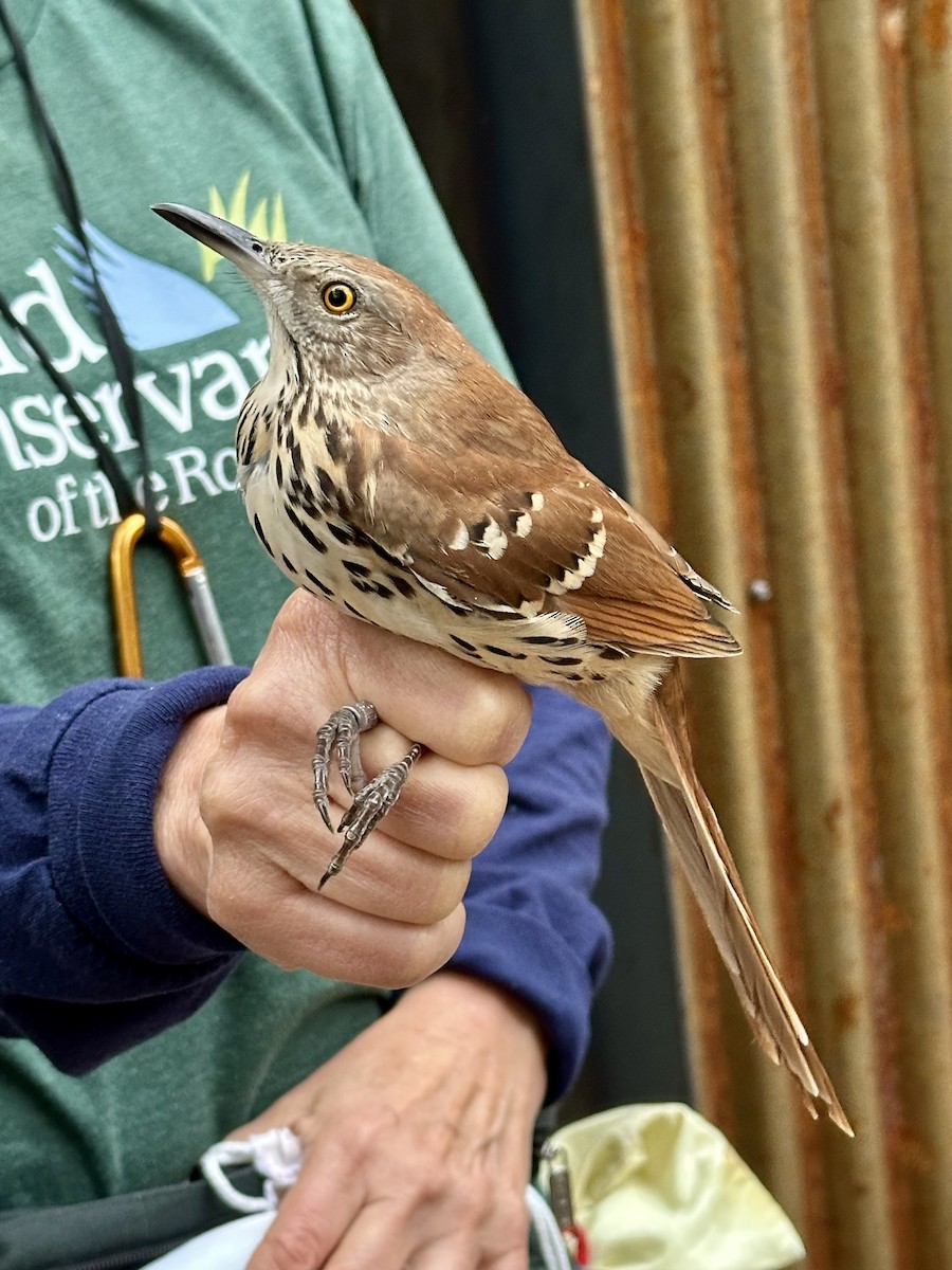 Brown Thrasher - ML641410949
