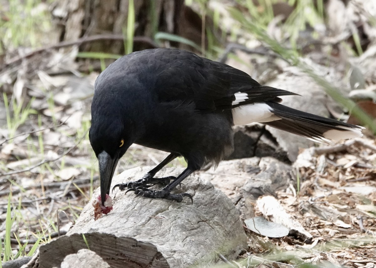 Pied Currawong - ML641410950