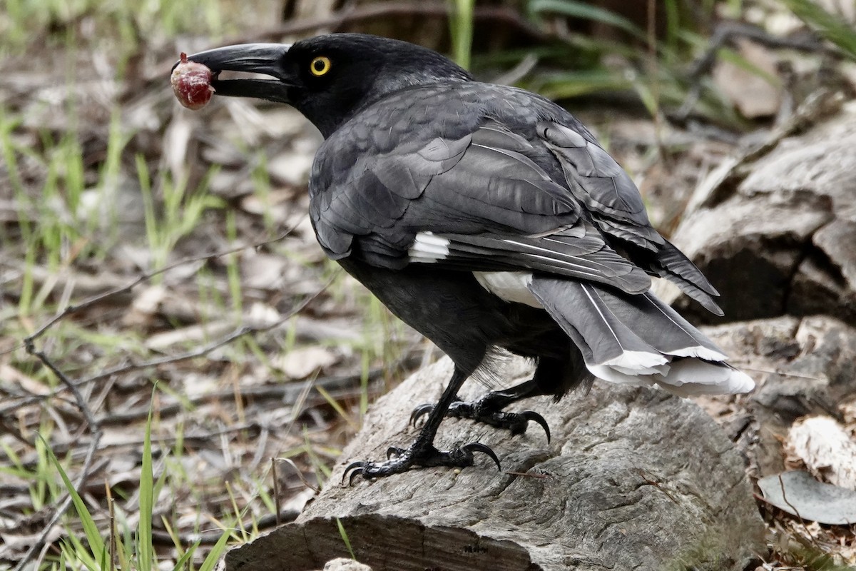 Pied Currawong - ML641410951