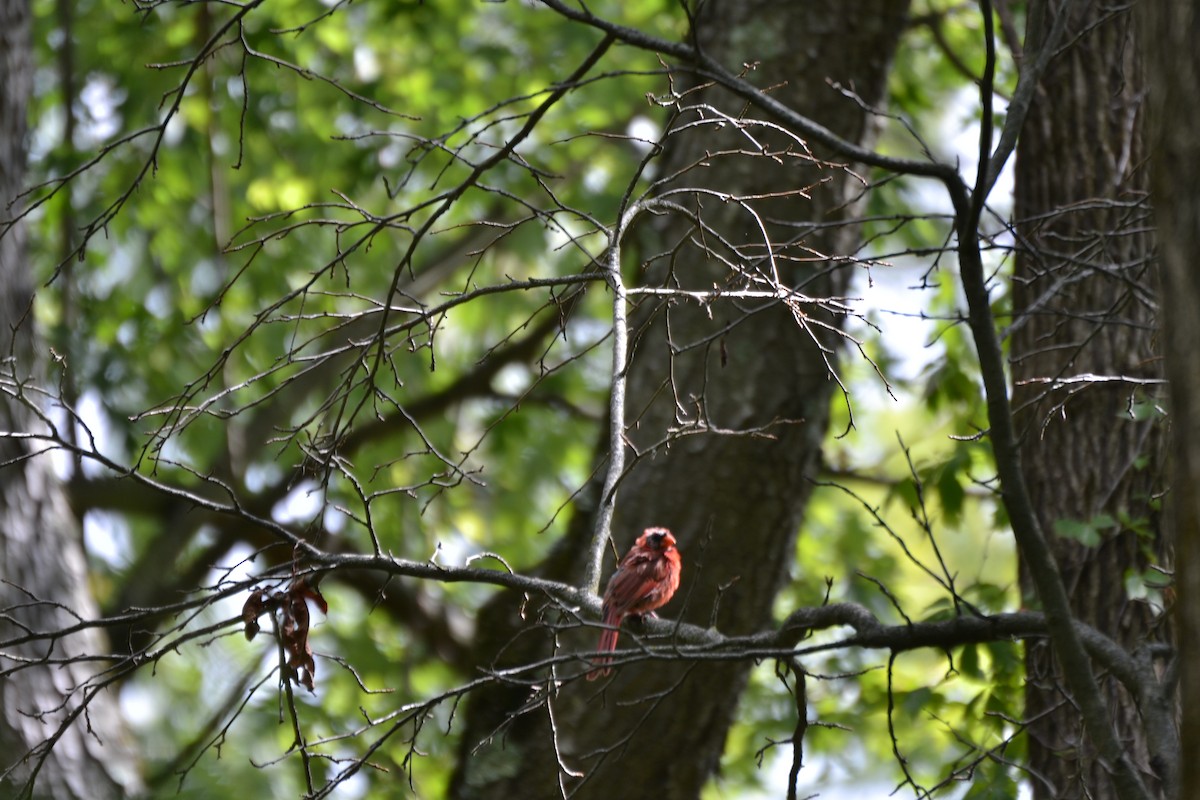Northern Cardinal - ML641410952