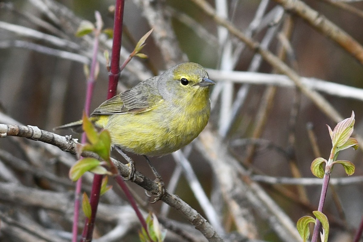 Orange-crowned Warbler - ML641410955