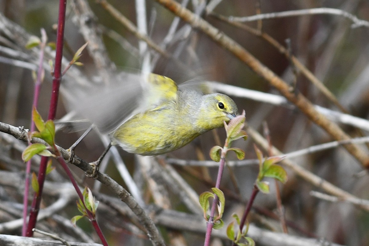 Orange-crowned Warbler - ML641410956