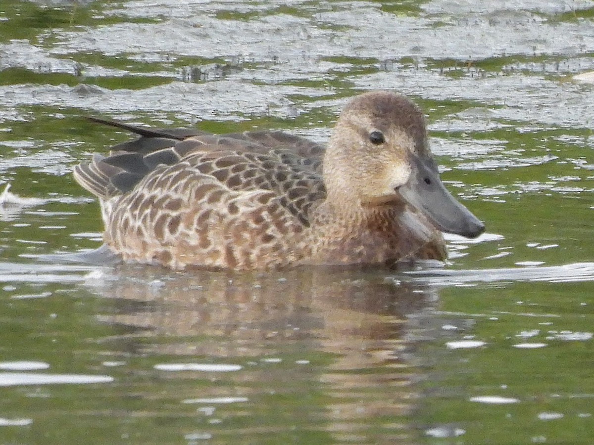 Blue-winged Teal - ML641410958