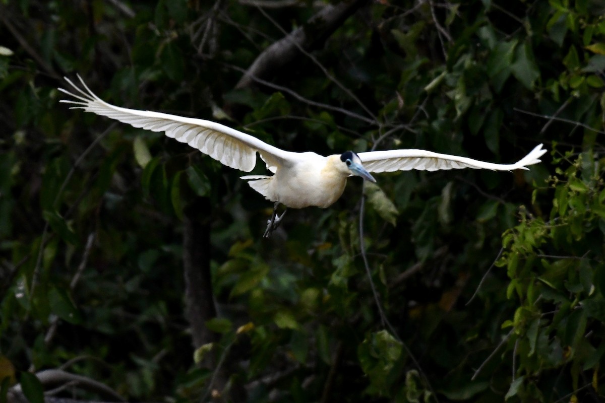 Capped Heron - ML641410959