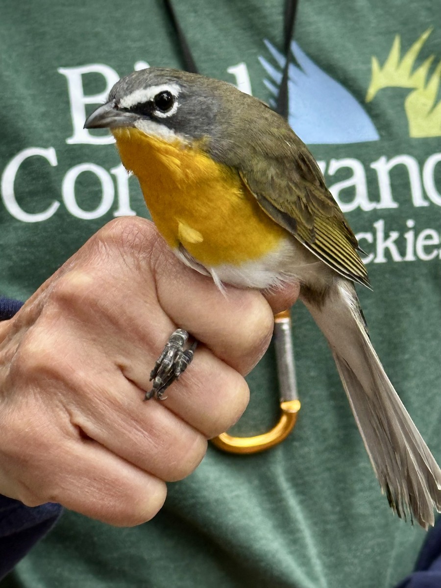 Yellow-breasted Chat - ML641410989