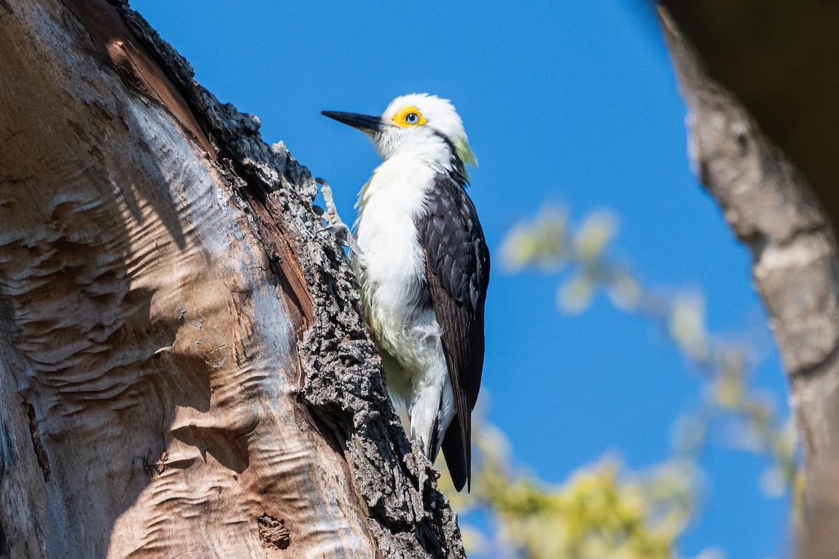 White Woodpecker - ML641410990