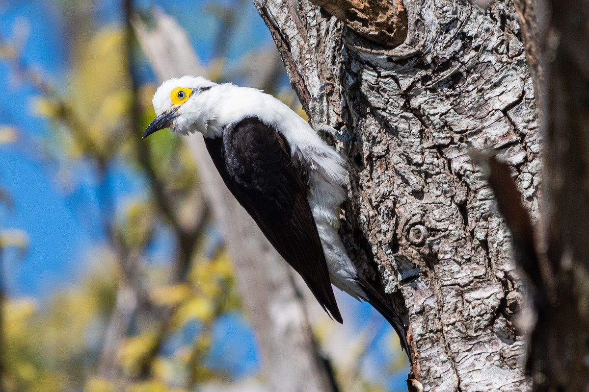 White Woodpecker - ML641410992