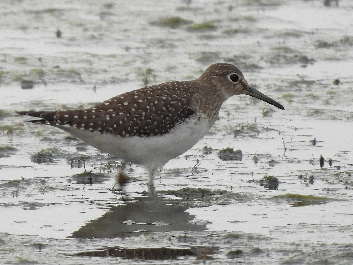 eremittsnipe - ML641410994