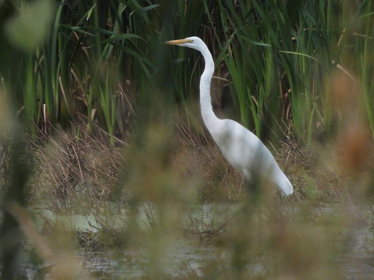 egretthegre - ML641410997