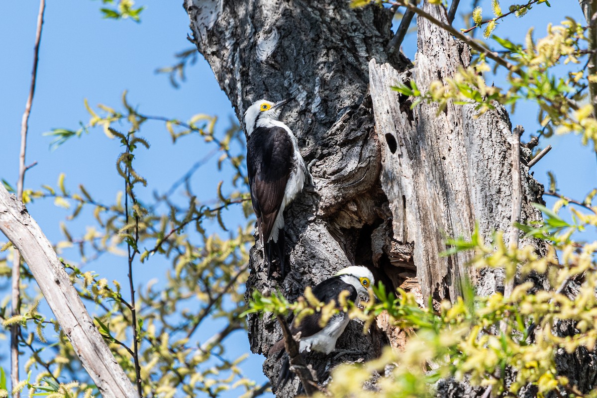 White Woodpecker - ML641410999