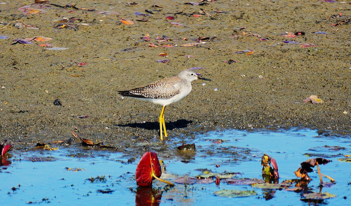 Lesser Yellowlegs - ML641411028