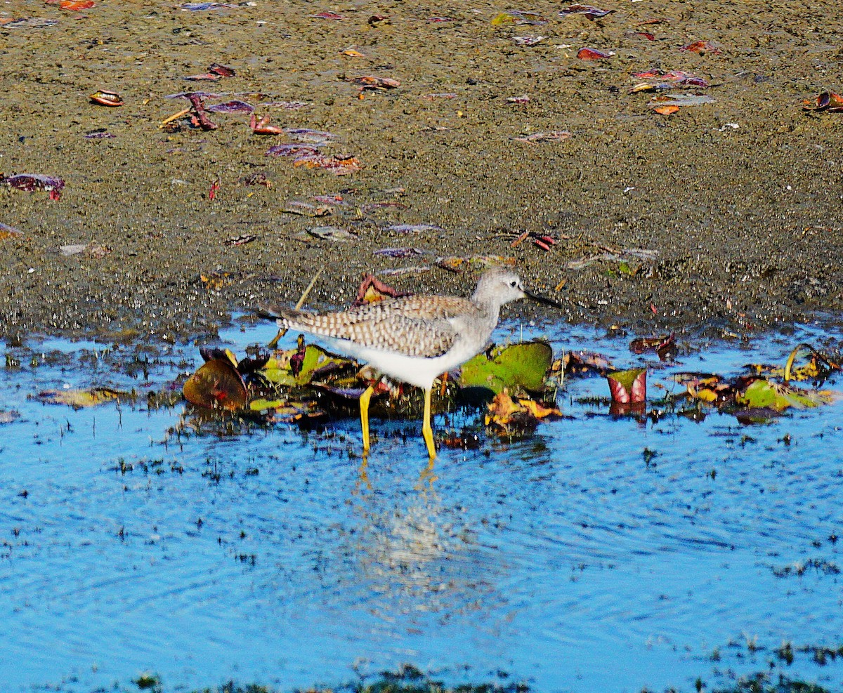 Lesser Yellowlegs - ML641411029