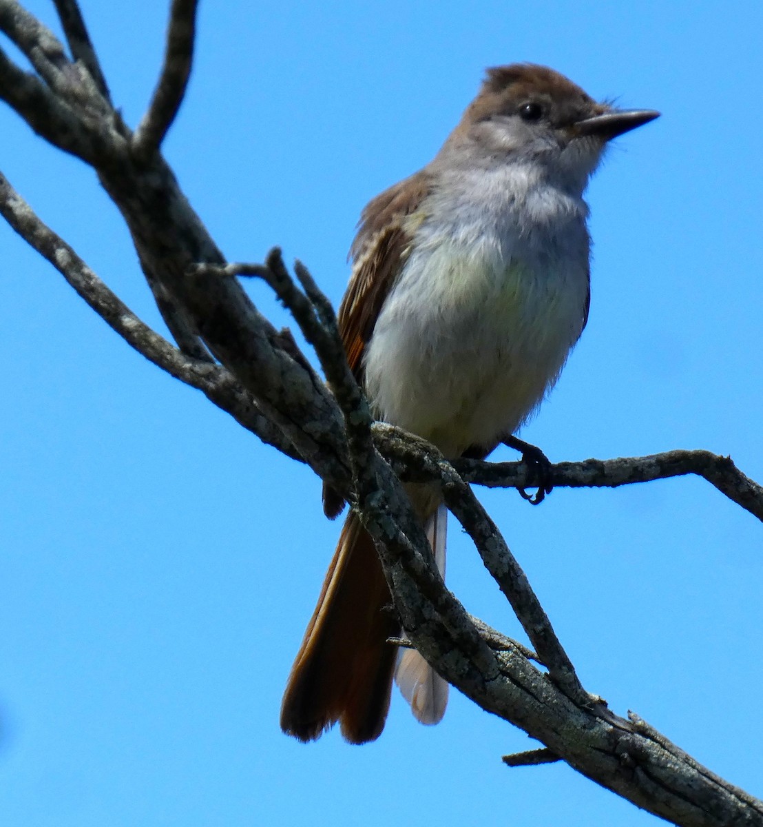 Ash-throated Flycatcher - ML641411056