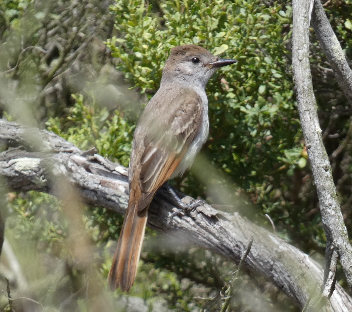 Ash-throated Flycatcher - ML641411074