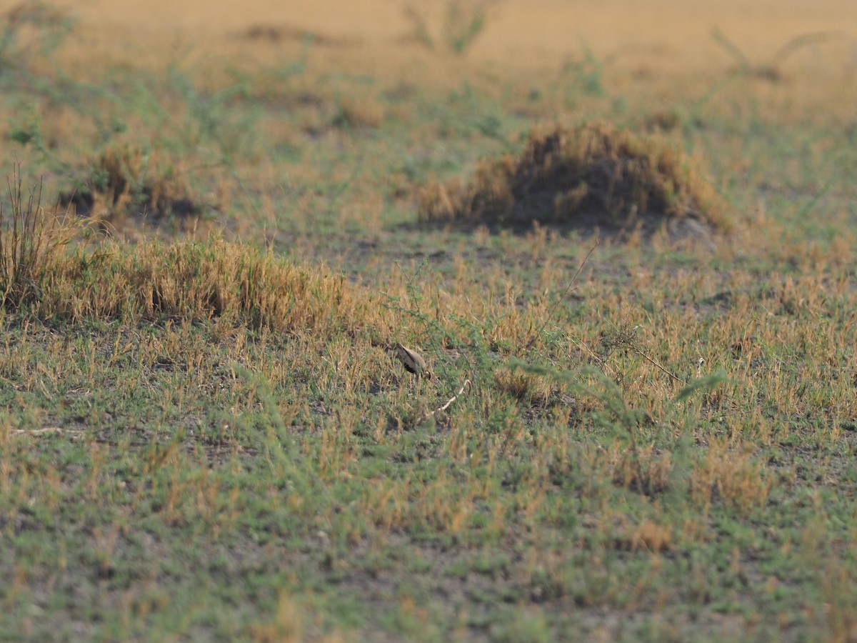 Temminck's Courser - ML641411111