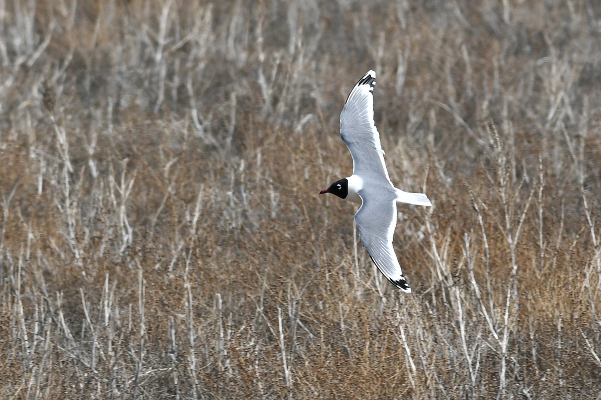 Mouette de Franklin - ML641411116