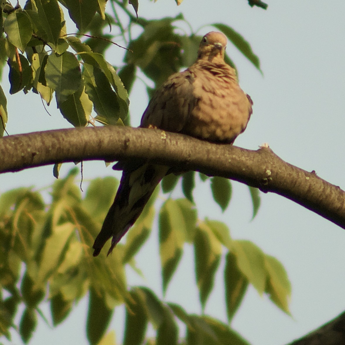 Mourning Dove - ML641411130