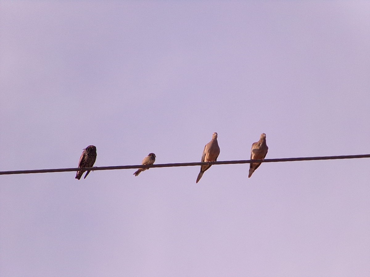Moineau domestique - ML641411138