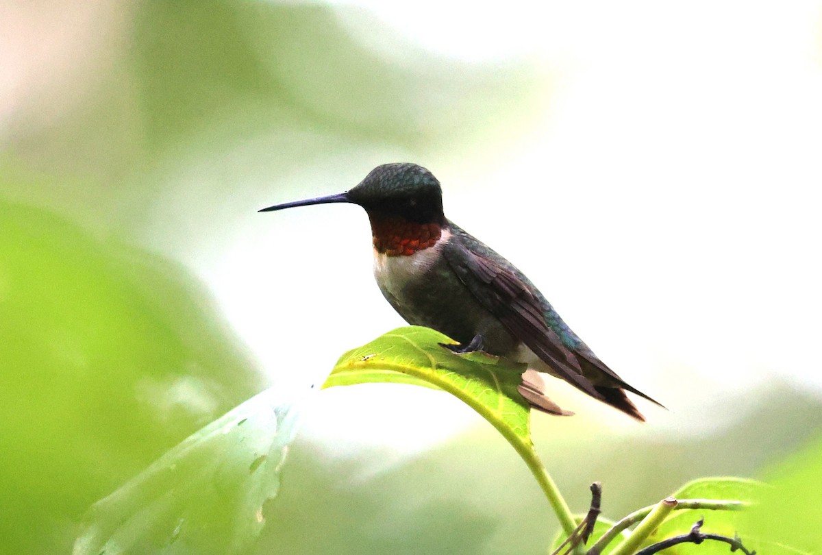 Colibri à gorge rubis - ML641411142