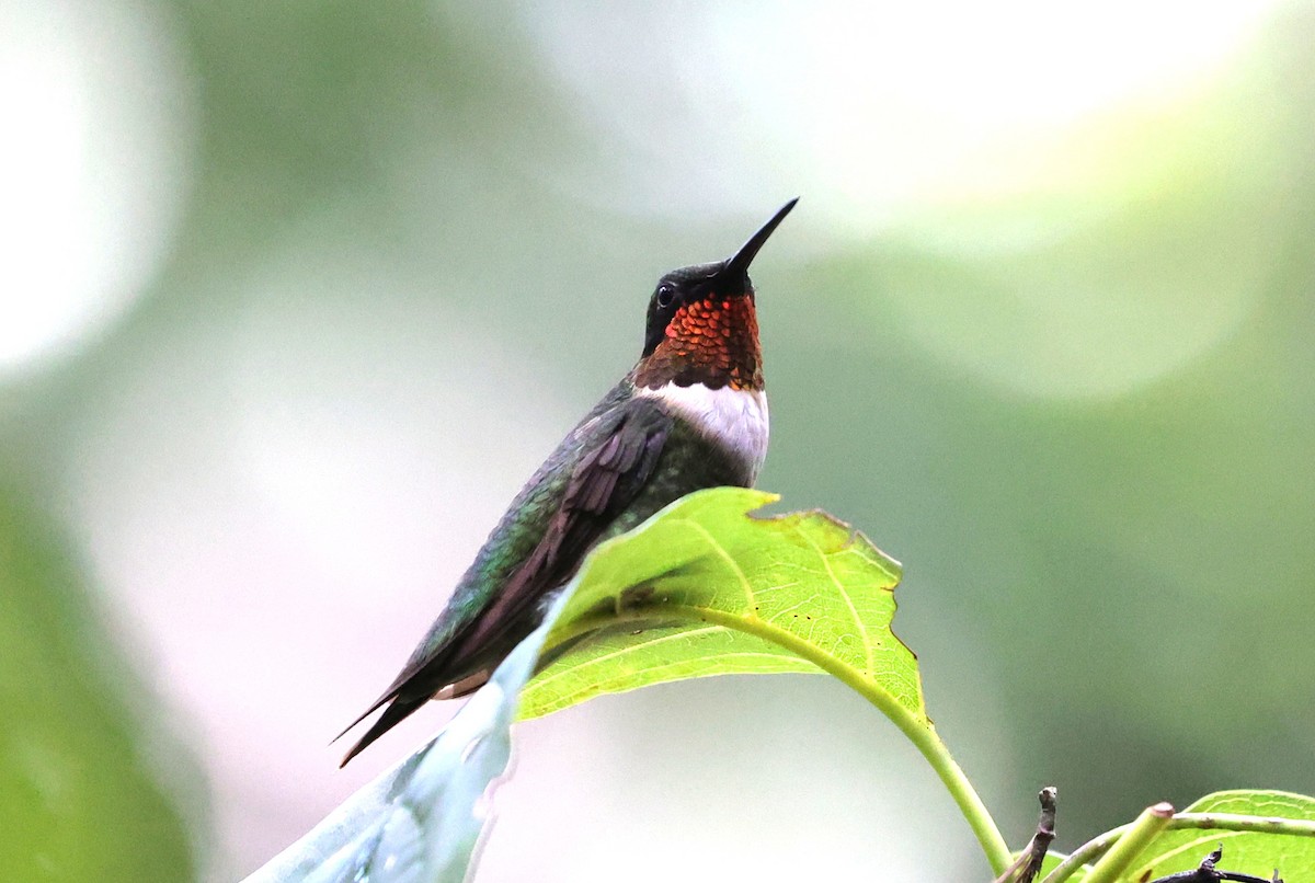 Colibri à gorge rubis - ML641411143