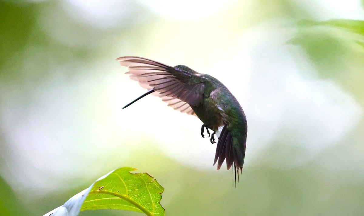 Colibri à gorge rubis - ML641411145