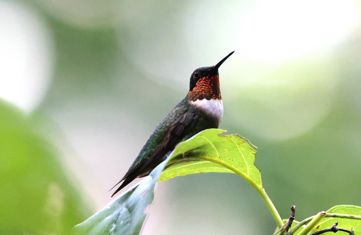 Colibri à gorge rubis - ML641411146