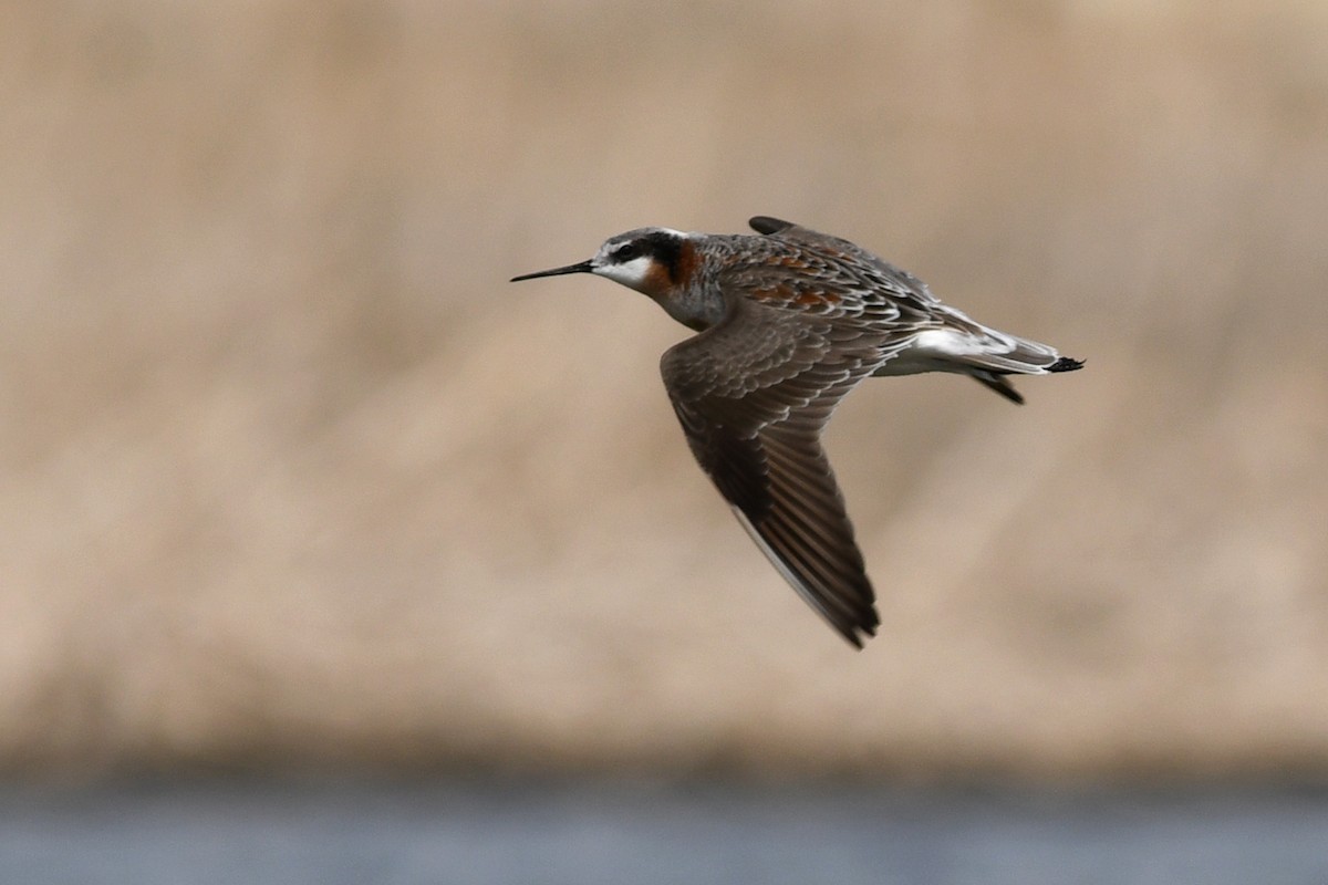 Phalarope de Wilson - ML641411151