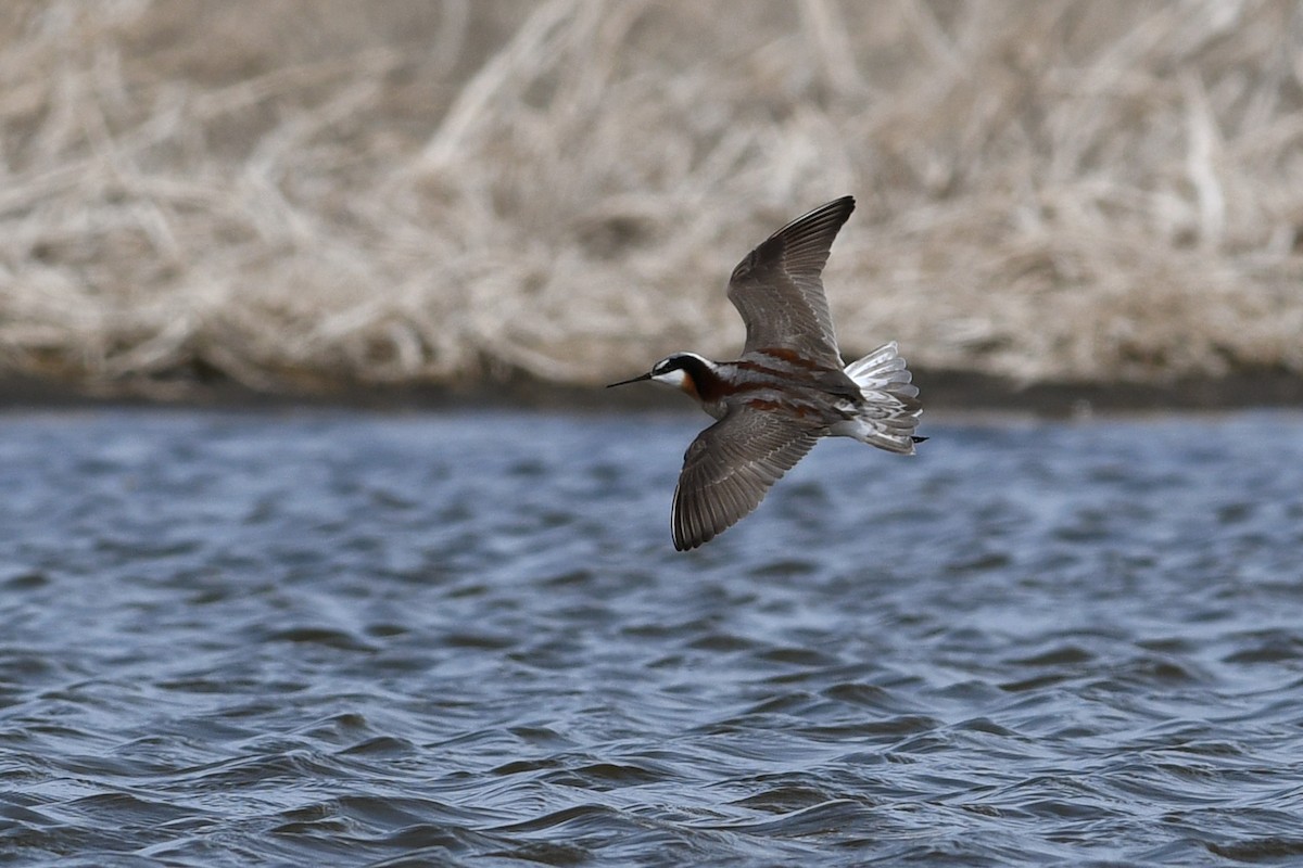Phalarope de Wilson - ML641411152