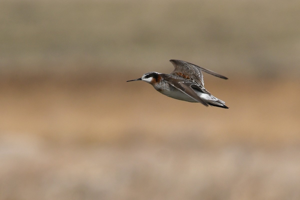 Phalarope de Wilson - ML641411153