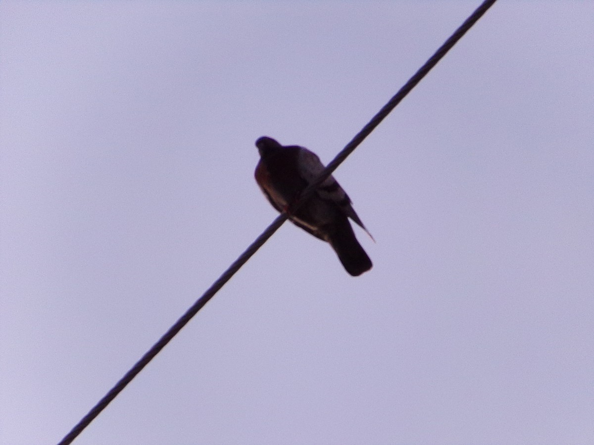 Pigeon biset (forme domestique) - ML641411154
