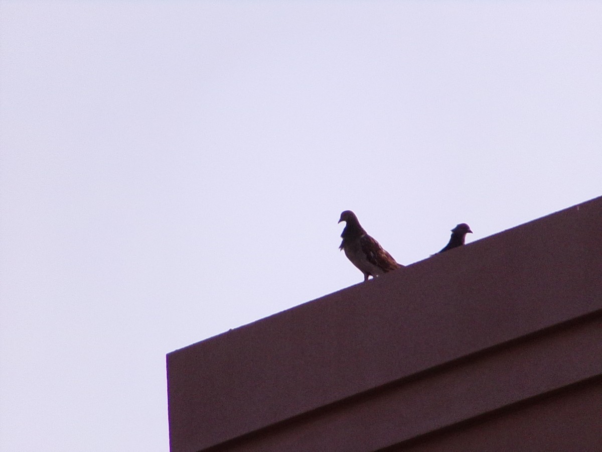Pigeon biset (forme domestique) - ML641411155