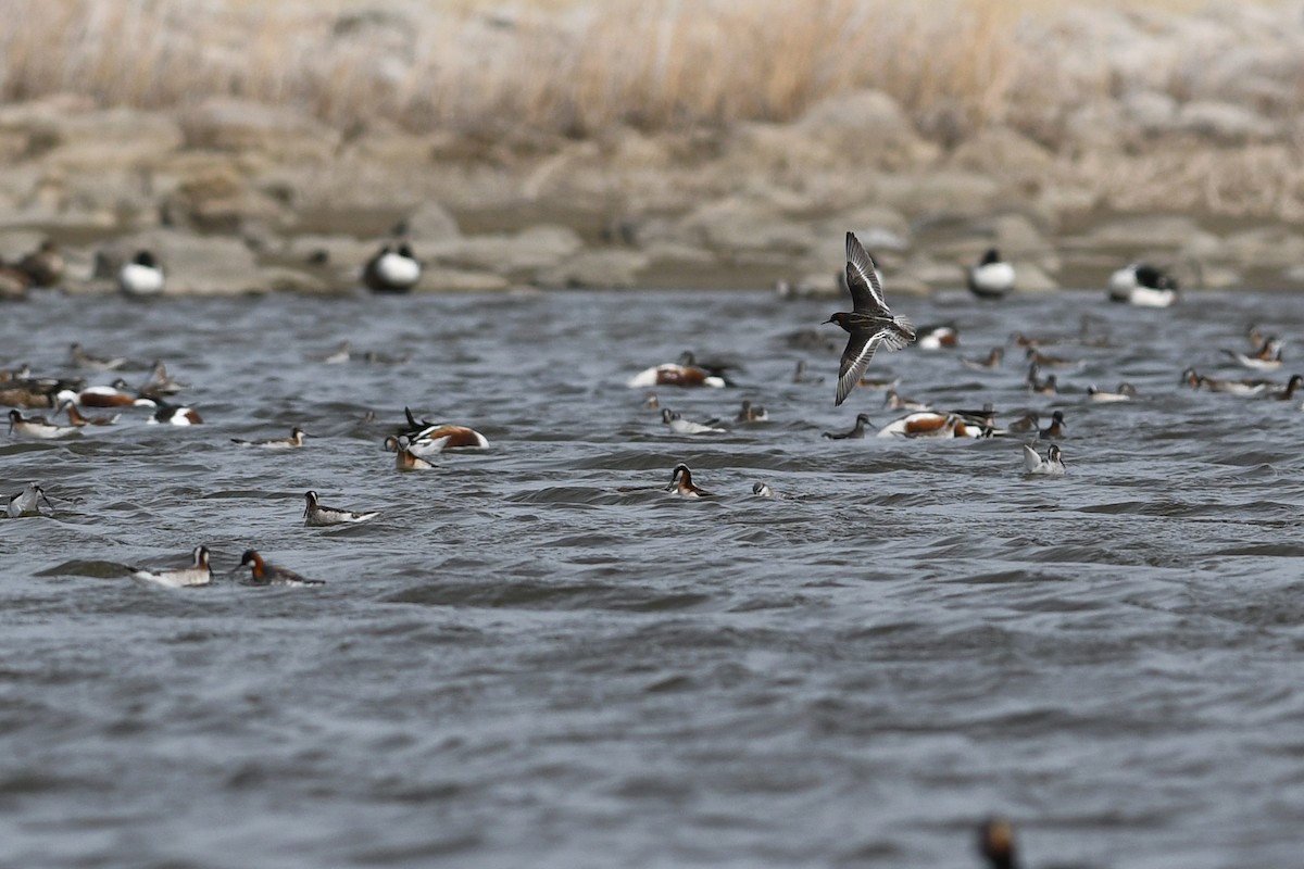 Phalarope à bec étroit - ML641411157