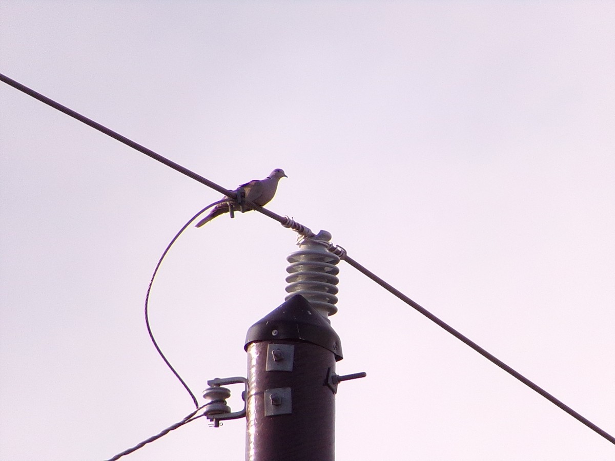Eurasian Collared-Dove - ML641411163