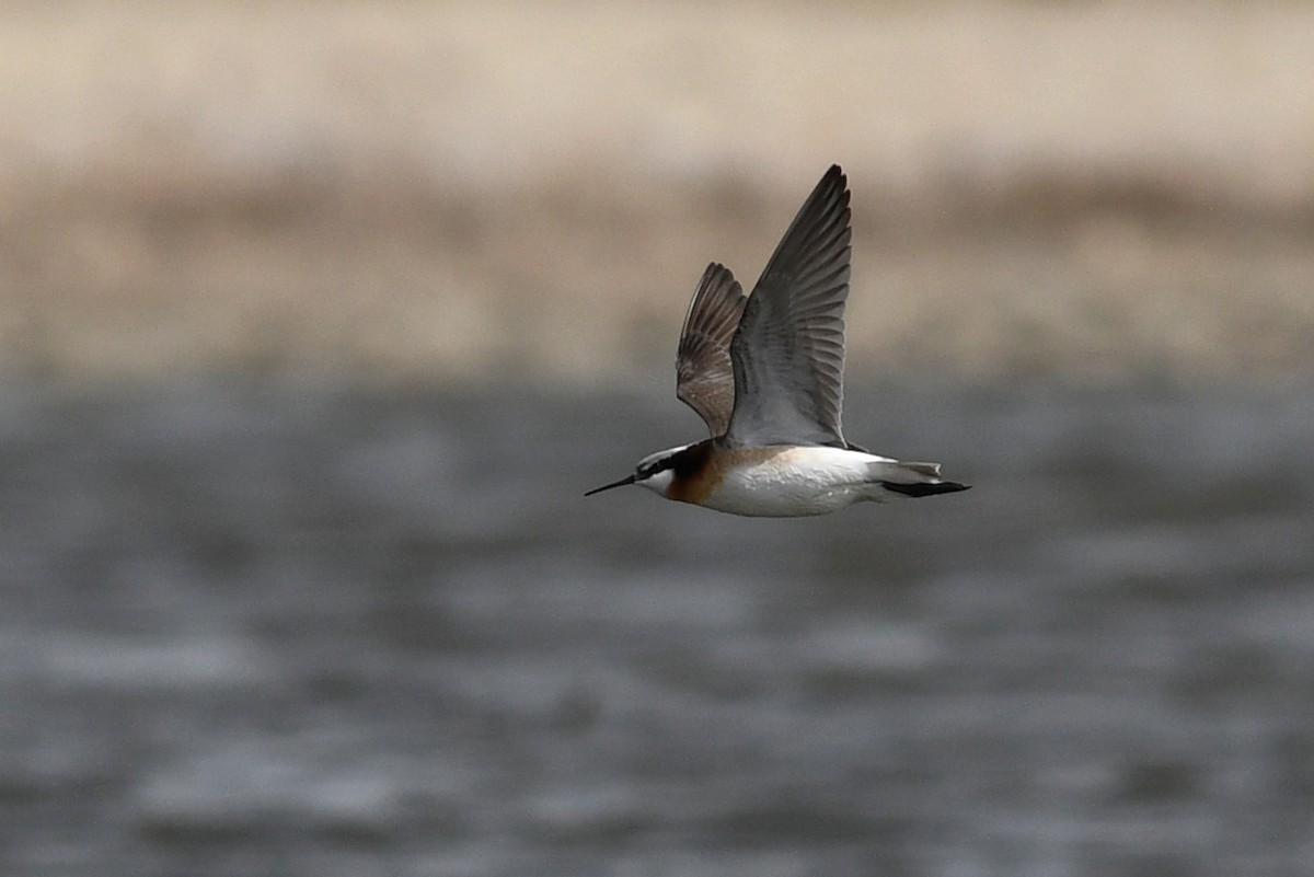Phalarope de Wilson - ML641411173