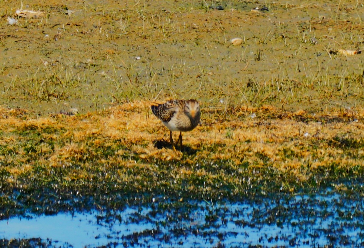 Bécasseau à poitrine cendrée - ML641411175