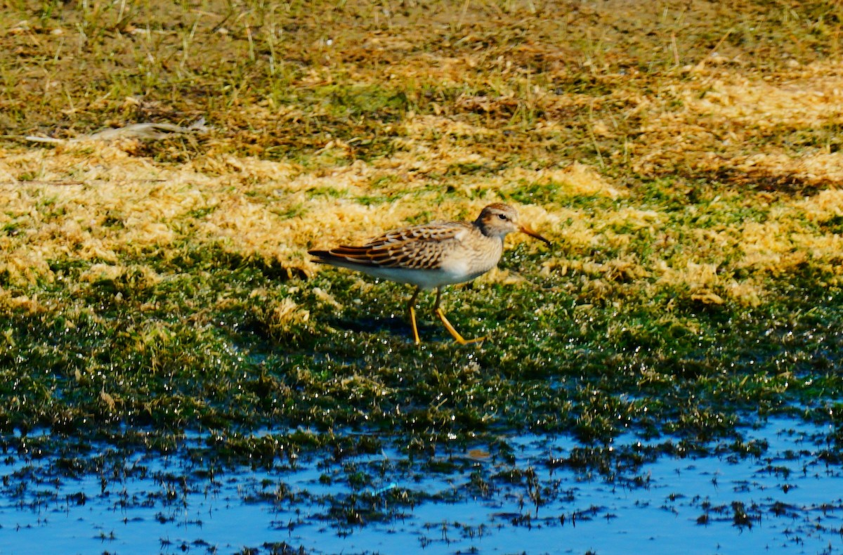 Bécasseau à poitrine cendrée - ML641411182