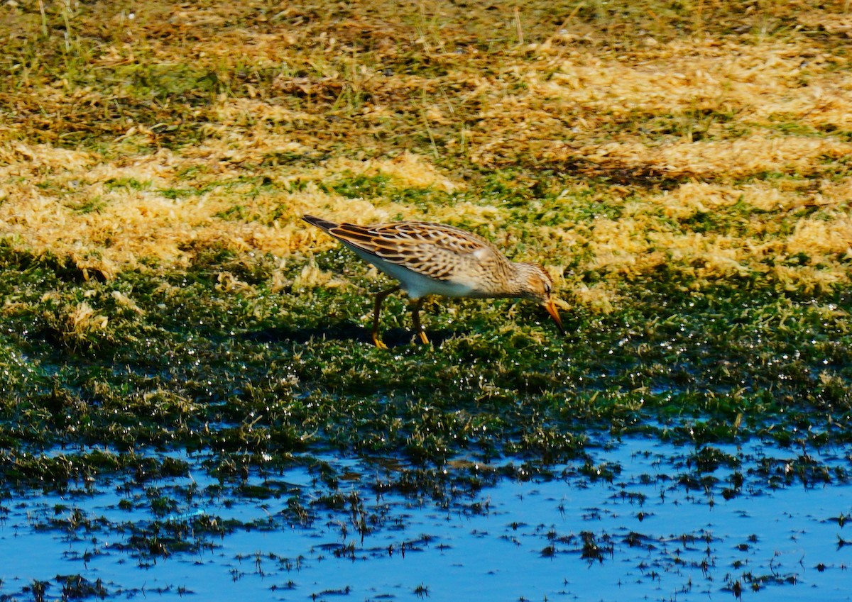Bécasseau à poitrine cendrée - ML641411183