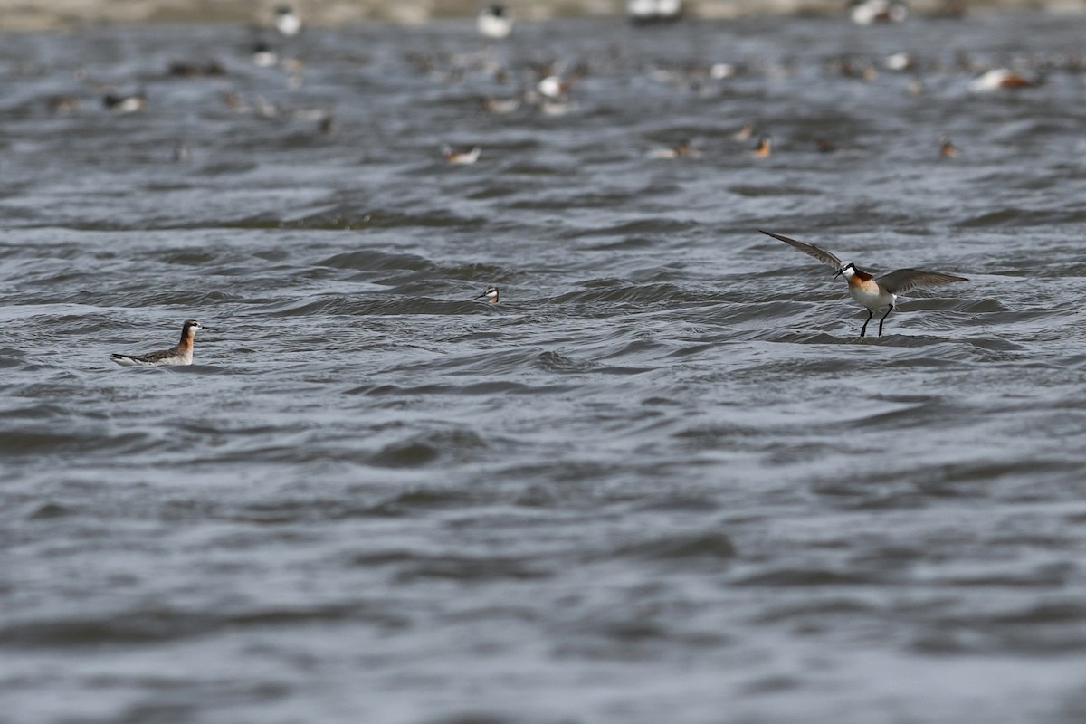 Wilson's Phalarope - ML641411195