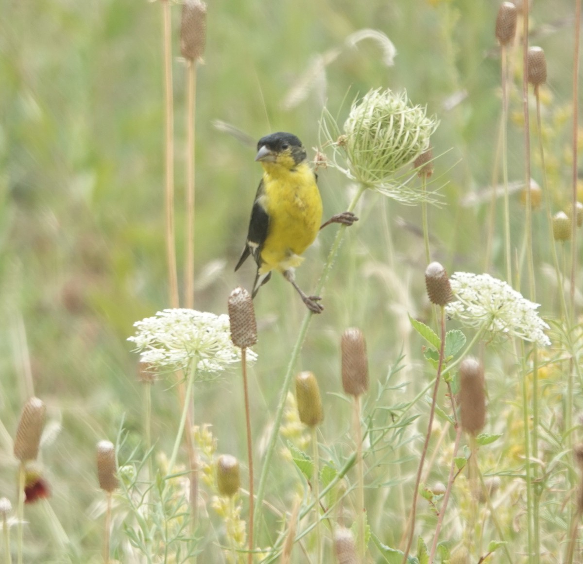 Lesser Goldfinch - ML641411197