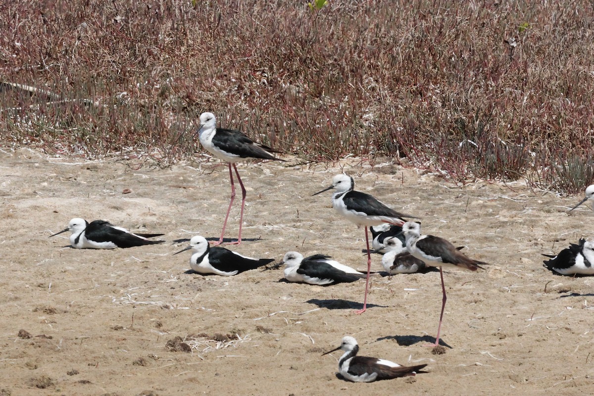 Pied Stilt - ML641411199