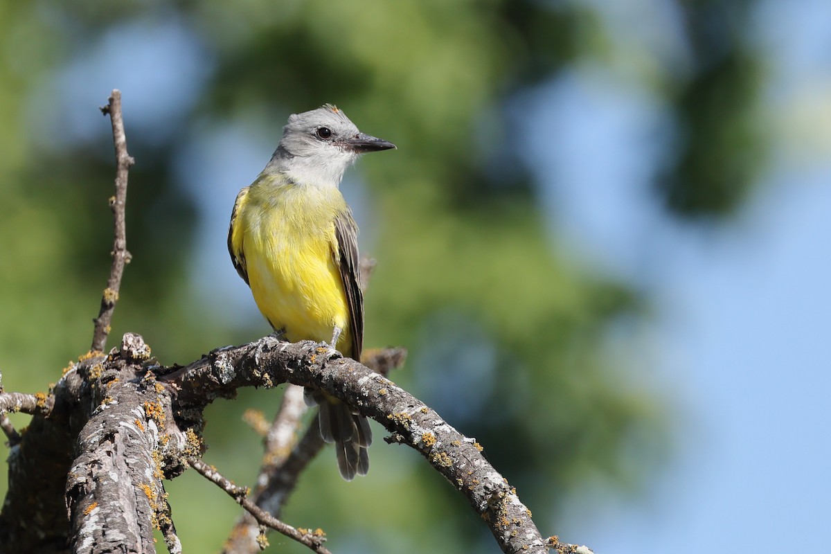 Couch's Kingbird - ML641411210